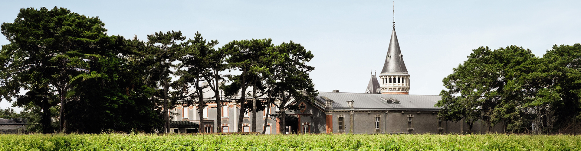 Bannière visite de la vigne au verre
