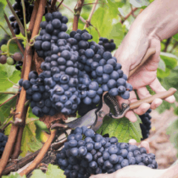 95aa085cc405d5a01834ae1687e778e43c11a4e7