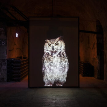 EXP POMMERY #18 Mélodies en Sous-sol, Bertrand GADENNE, Le hibou_4©mathilde-giron