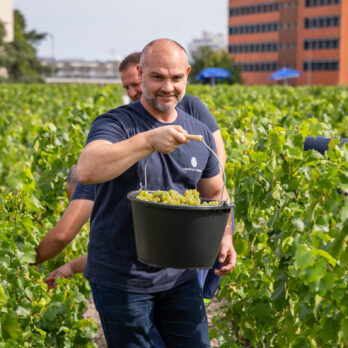 POMMERY-VENDANGES-HD_11